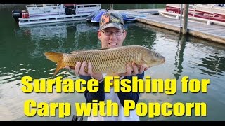 Surface fishing for carp with popcorn at Smith Mountain Lake [upl. by Nolyak]