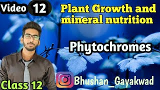 Phytochromes  Part 12  Plant growth and mineral nutrition  class12 [upl. by Alekin]