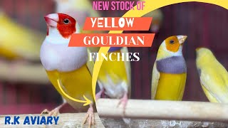 NEW STOCK IN Yellow Gouldian finches  Double factor yellow gouldian  Breeding pair [upl. by Ainud656]