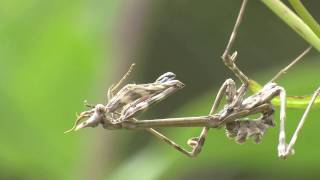 Conehead mantis Empusa Pennata [upl. by Molloy]