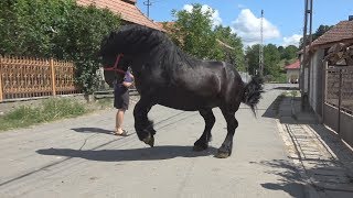 Caii lui Dacian de la Gheghie Bihor 2017 [upl. by Notsle]