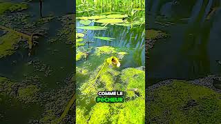 Ce Poisson Se Moque Complètement de Ce Pêcheur  Moment Hilarant  poisson pêche drole marrant [upl. by Icyak]