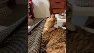 Cats Tongue Repeatedly Caught on Blankets  ViralHog [upl. by Ecirb691]