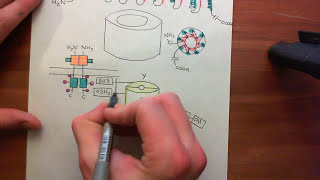 Receptor Tyrosine Kinases Part 14 [upl. by Suoiluj238]