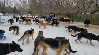 100 German Shepherds playing together [upl. by Waltner]