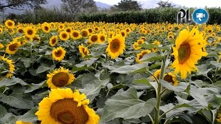 Finca de girasoles atrae en Esquipulas [upl. by Nomra]