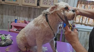 Bichon mix grooming short haircut Cavachon [upl. by Ybbed913]