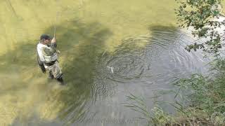 Pescando a mosca seca en el coto intensivo río Arga septiembre 2019 [upl. by Briano426]