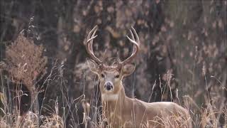 White tailed Deer [upl. by Digdirb]