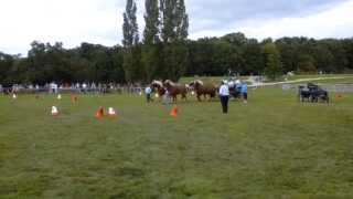 Attelage de 4 chevaux comtois [upl. by Okire]