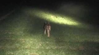 Professional Rabbit Control Part 1 by Landmark Ferret Films [upl. by Yale180]