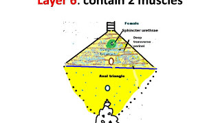 Urogenital triangle is covered by urogenital diaphragm [upl. by Aleris]