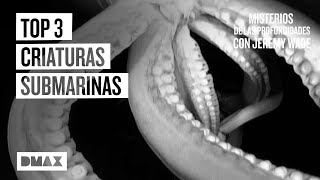 El enigma de 3 criaturas submarinas captadas en vídeo  Misterios de las profundidades [upl. by Melita722]