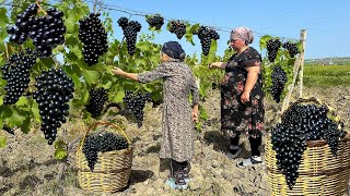 Harvesting Black Grapes  Making Juice and Azerbaijan Cabbage DOLMA [upl. by Ainevul]