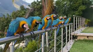 Wild Macaws in Caracas Venezuela [upl. by Illah]