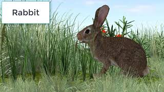 Animal Sounds Rabbit  Rabbit Sounds Effect [upl. by Chivers338]