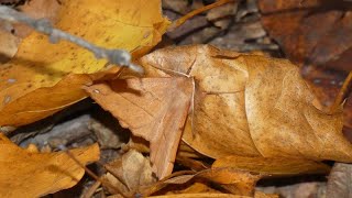 Camouflage Hide amp Seek with Feathered Thorn Moth in Autumn [upl. by Thirzia]