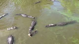 Alligators eating and fighting at zoo [upl. by Mcculloch]