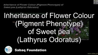 Inheritance of Flower Color of Sweet pea Lathyrus Odoratus Biology Lecture  Sabaqpk [upl. by Aletta]