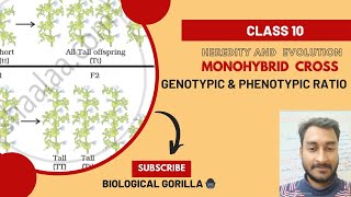 MONOHYBRID CROSSGENOTYPIC amp PHENOTYPIC RATIO knowledgeeasy explainedclass10boardexam 2024 [upl. by Cari585]