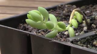 How to Propagate Donkeys Tail Burros Tail Succulents  Sedum Morganianum [upl. by Ynahpit]