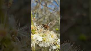 A splendid Darkedged Beefly nectaring on Blackthorn blossom 🌸 [upl. by Kcaz]