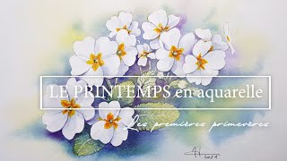 Le printemps en aquarelle  Les premières primevères [upl. by Whiteley]