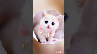 cute cat piscute cat photocute cat dp pic [upl. by Jerrol]