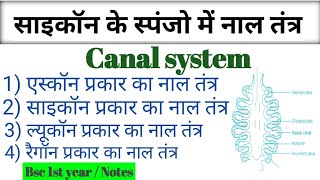 स्पंजो में नाल तंत्र । Different types of canal system in sycon  Bsc 1st year in hindi [upl. by Mcgruter]