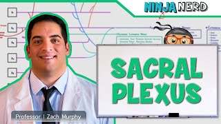 Neurology  Sacral Plexus [upl. by Thoma957]