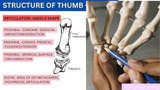 CMC JOINT OF THUMB HAND COMPLEX BIOMECHANICSPhysiotherapy [upl. by Glennis]