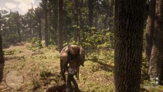 Red Dead Redemption 2  RDR2  FLORIDA PANTHER  LOCATION  ZOOLOGIST 91  SKIN DEEP [upl. by Soren]