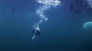 Ducks Diving for Mussels  Planet Earth  BBC Earth [upl. by Gaul249]