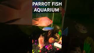 PARROTFISH AQUARIUMparrotfishparrotfishtankaquariumfishviralvideoviralshortsviralshortfish [upl. by Urba]