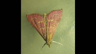 Pink Crambid snout moth [upl. by Melitta738]