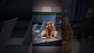 This cat eats peoplemovie [upl. by Ludie]