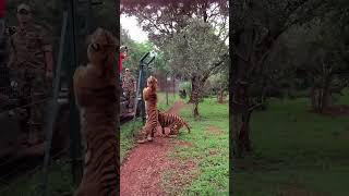 Tiger jumps to catch meat filmed in slow motion [upl. by Arlyn]