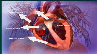 Circulación pulmonar en menos de 5 minutos [upl. by Nanreh]