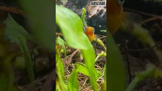 Baby Platy and Bristlenose  fishtank update Oct 21st 2024 [upl. by Ettezzil285]