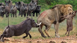 Lion Died Suddenly When Confronting Too Strongest Preys  Warthog Buffalo Gemsbok Kudu Antelope [upl. by Marley]