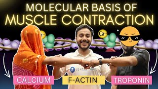 molecular basis of muscle contraction physiology  excitation contraction coupling physiology [upl. by Libby]