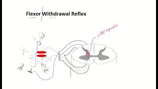 Somatic Reflexes [upl. by Colis]