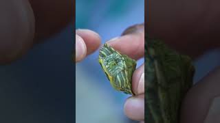 TURTLE INSIDE FISH is ALIVE Shorts [upl. by Jerome]