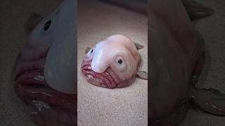 Is The Blobfish The Ugliest Fish fish shorts animals [upl. by Eicam102]