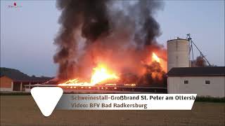 1000 Schweine bei Großbrand in St Peter am Ottersbach gerettet [upl. by Rogerg]