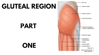 Gluteal Region Part 1  Lower Limb [upl. by Adamek]