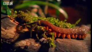 Archer Fish Water Pistol  Weird Nature  BBC wildlife [upl. by Green379]