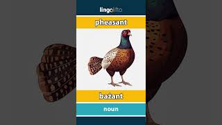 🇬🇧🇵🇱 pheasant  bażant  vocabulary builder  learn English  Uczmy się angielskiego [upl. by Auqinu]