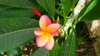 Hawaii Visit Liliʻuokalani Botanical Gardens [upl. by Einnol]