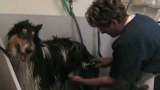 Grooming the rough collie pt 2 of 5 [upl. by Skipp]